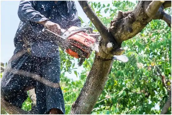 tree services Carrizo Hill